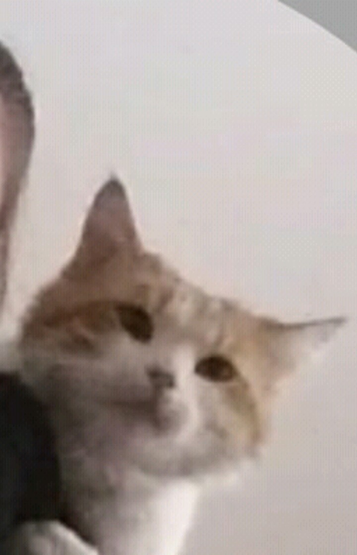 Sevde Gül