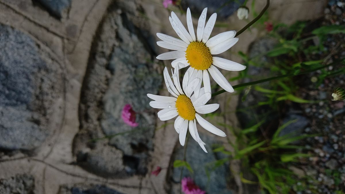 Şevval