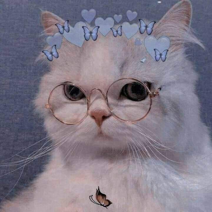 ziroo