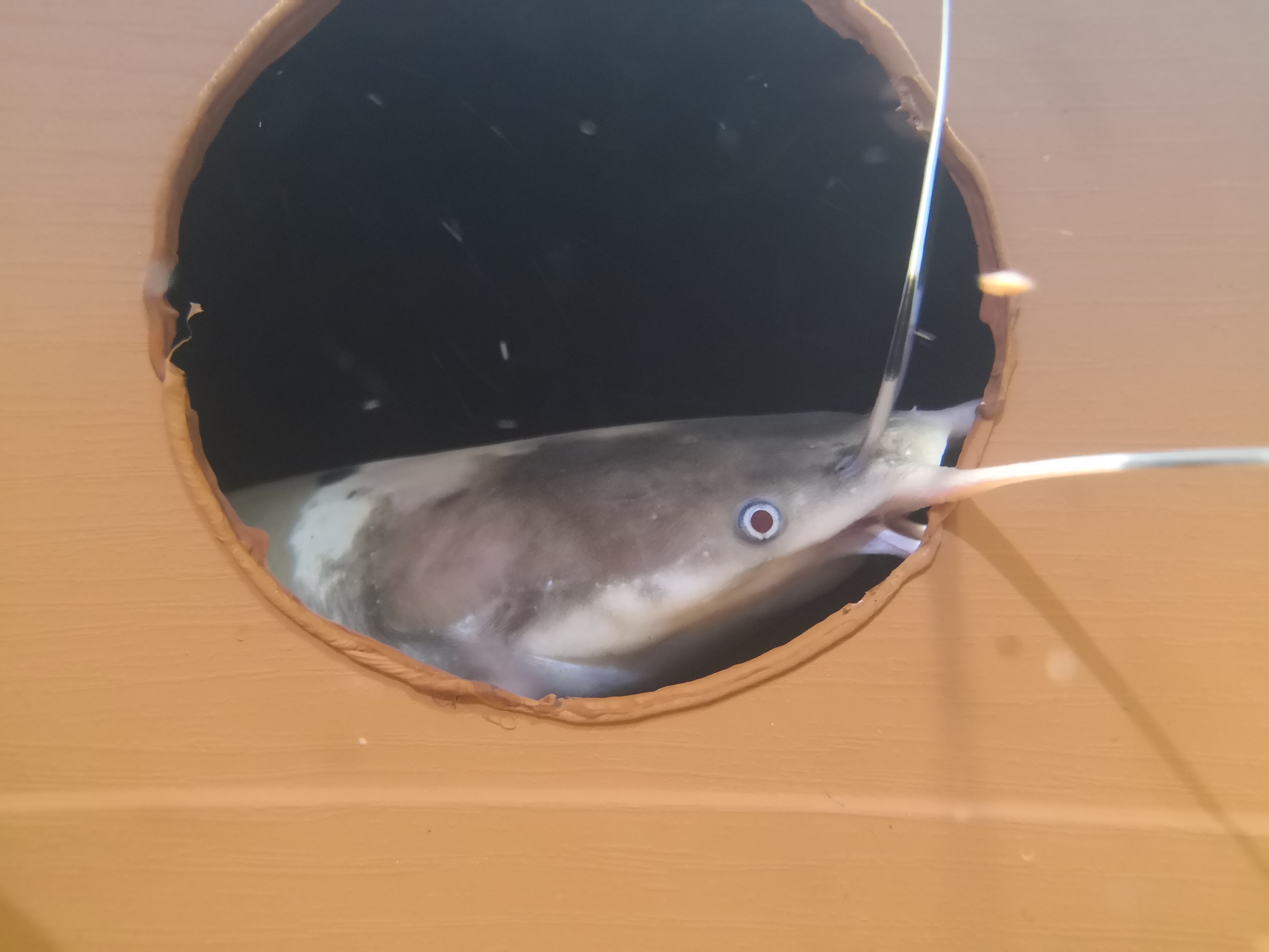 Clarias