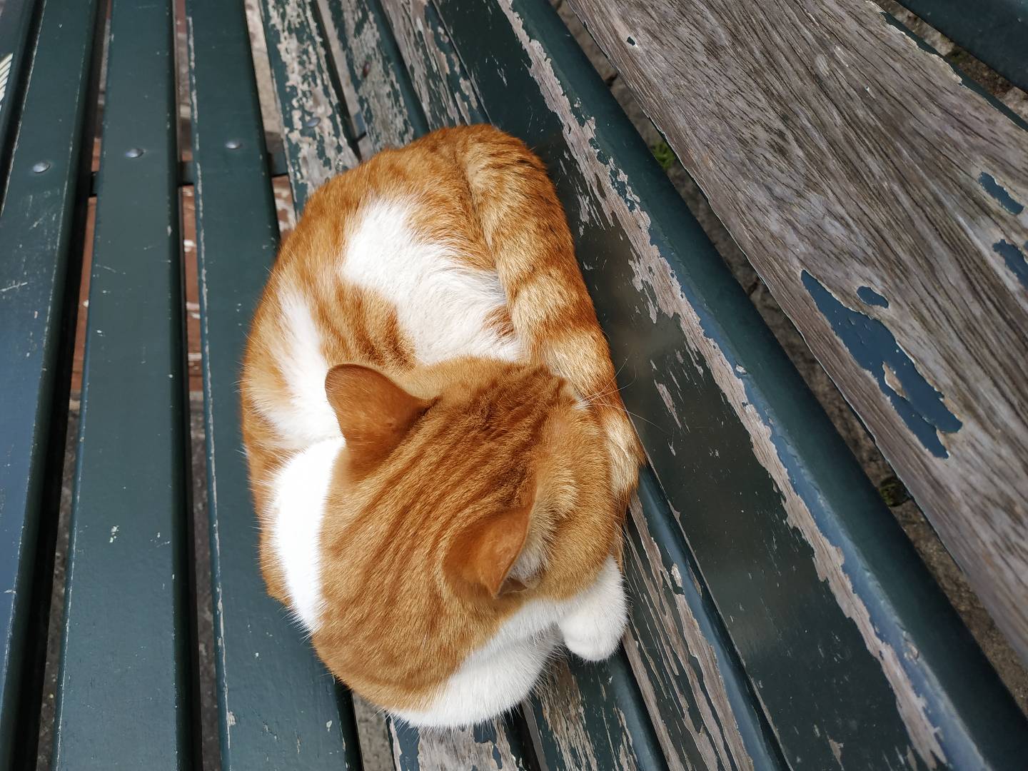 Noktalı virgül