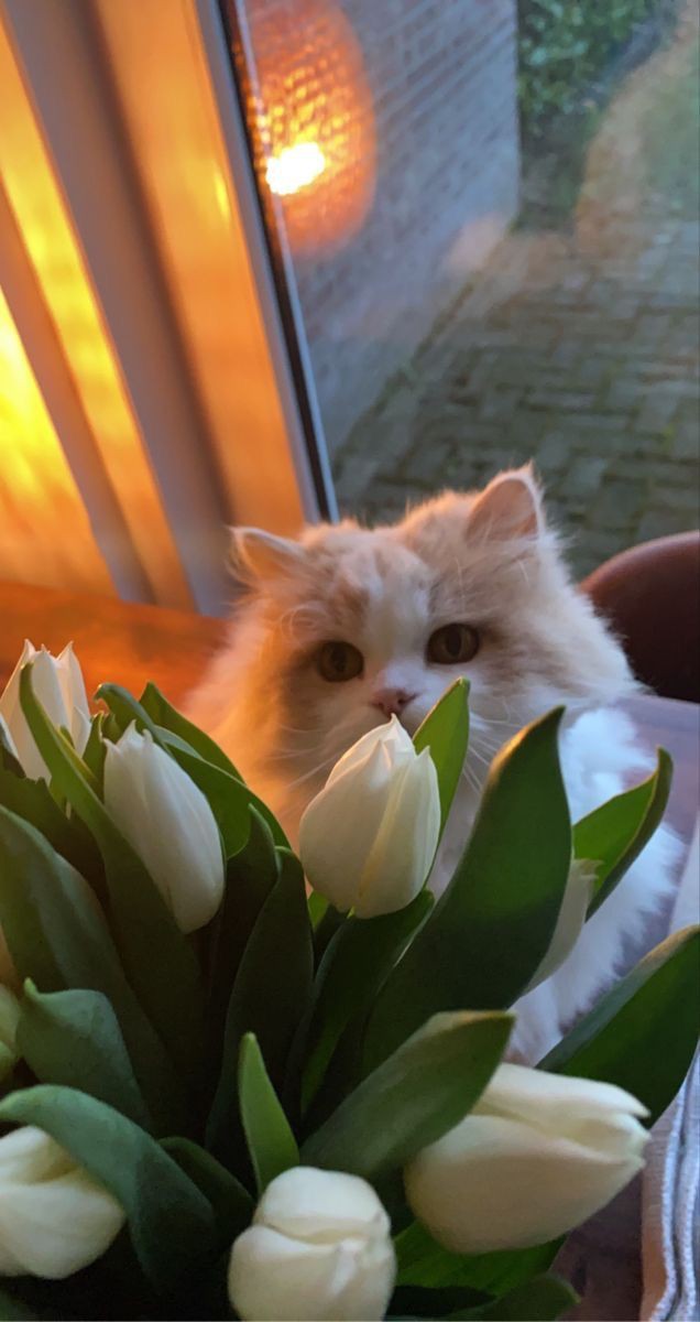 sunshine