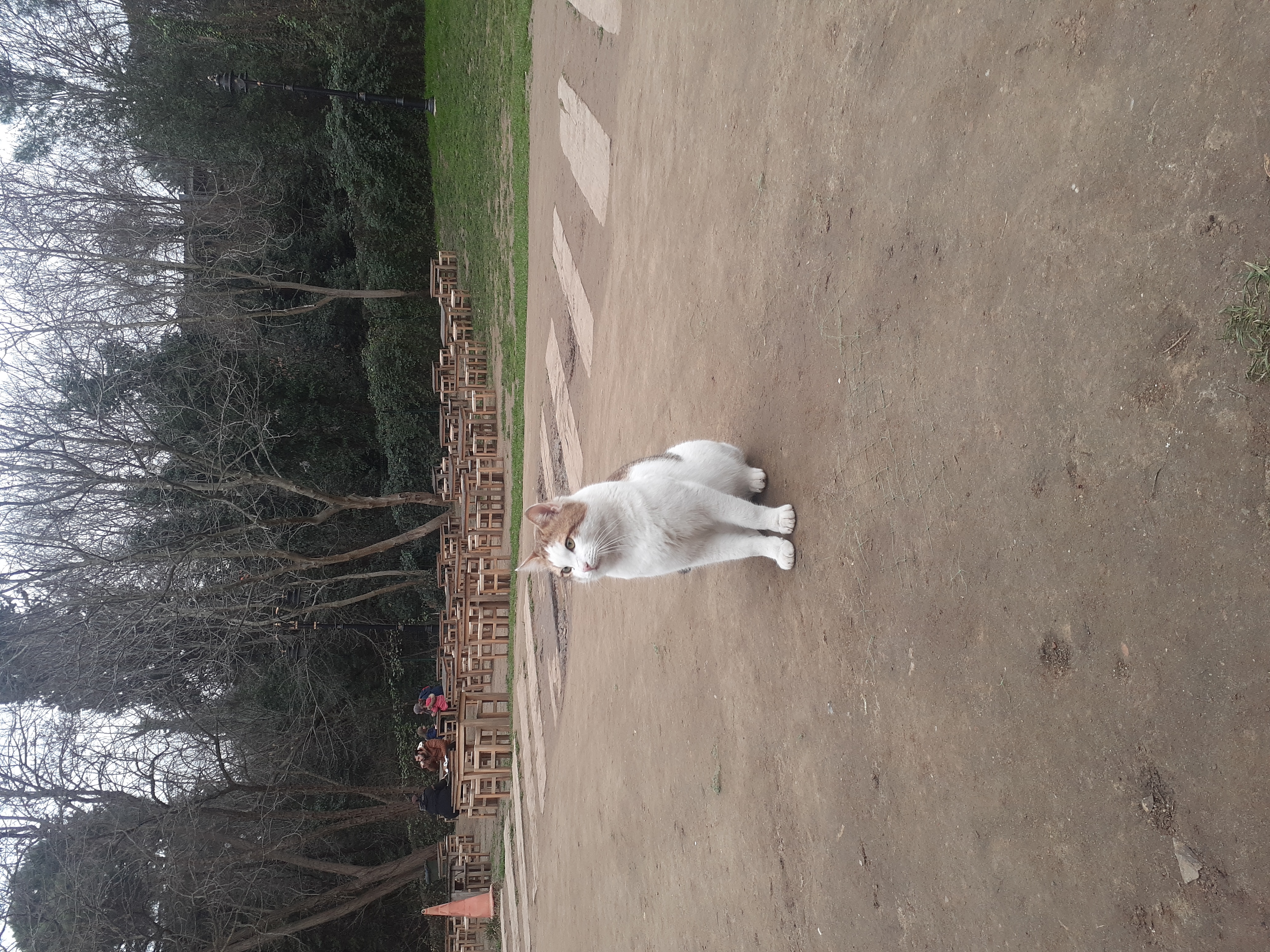 Halise