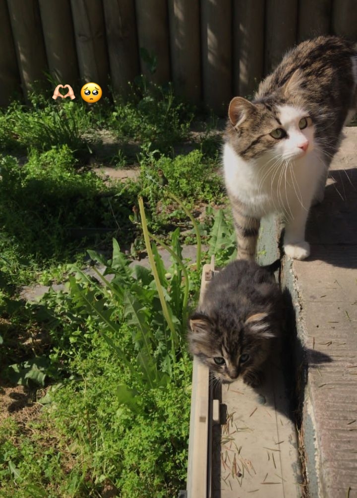 Merve