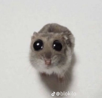 Leydi