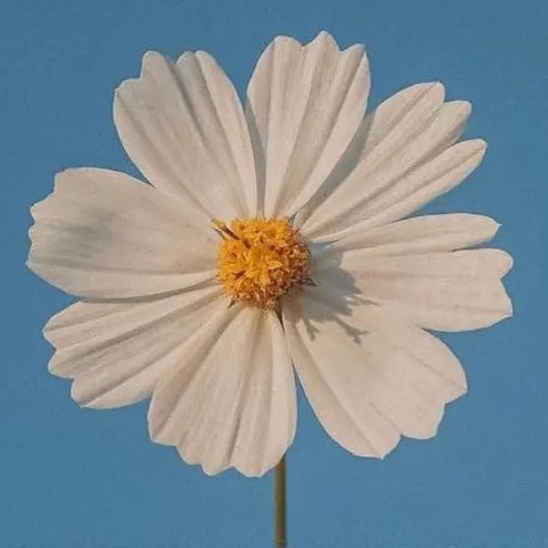 Yanlız D