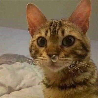 myg