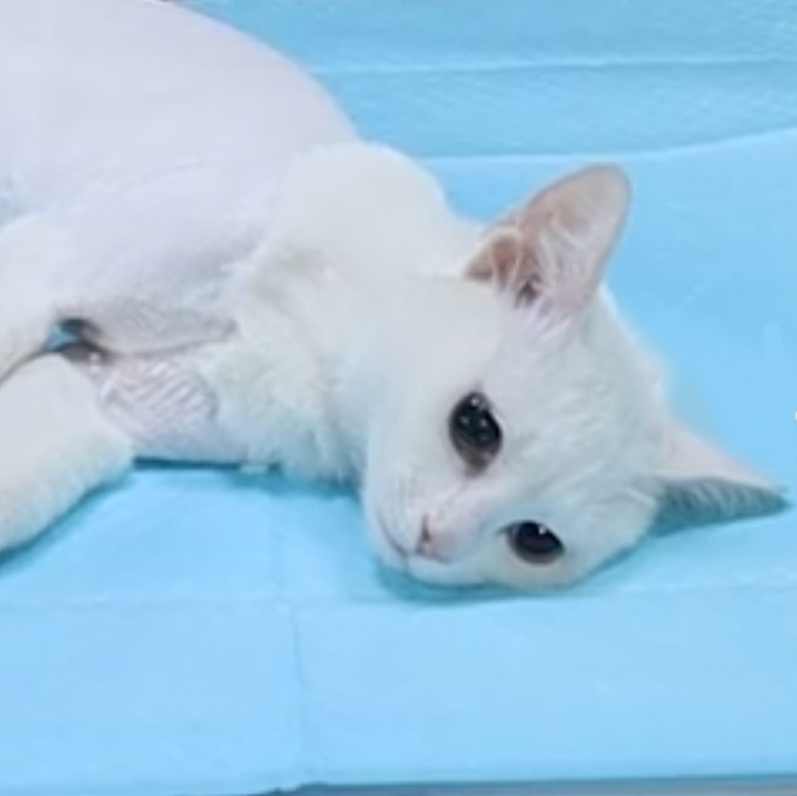 Al