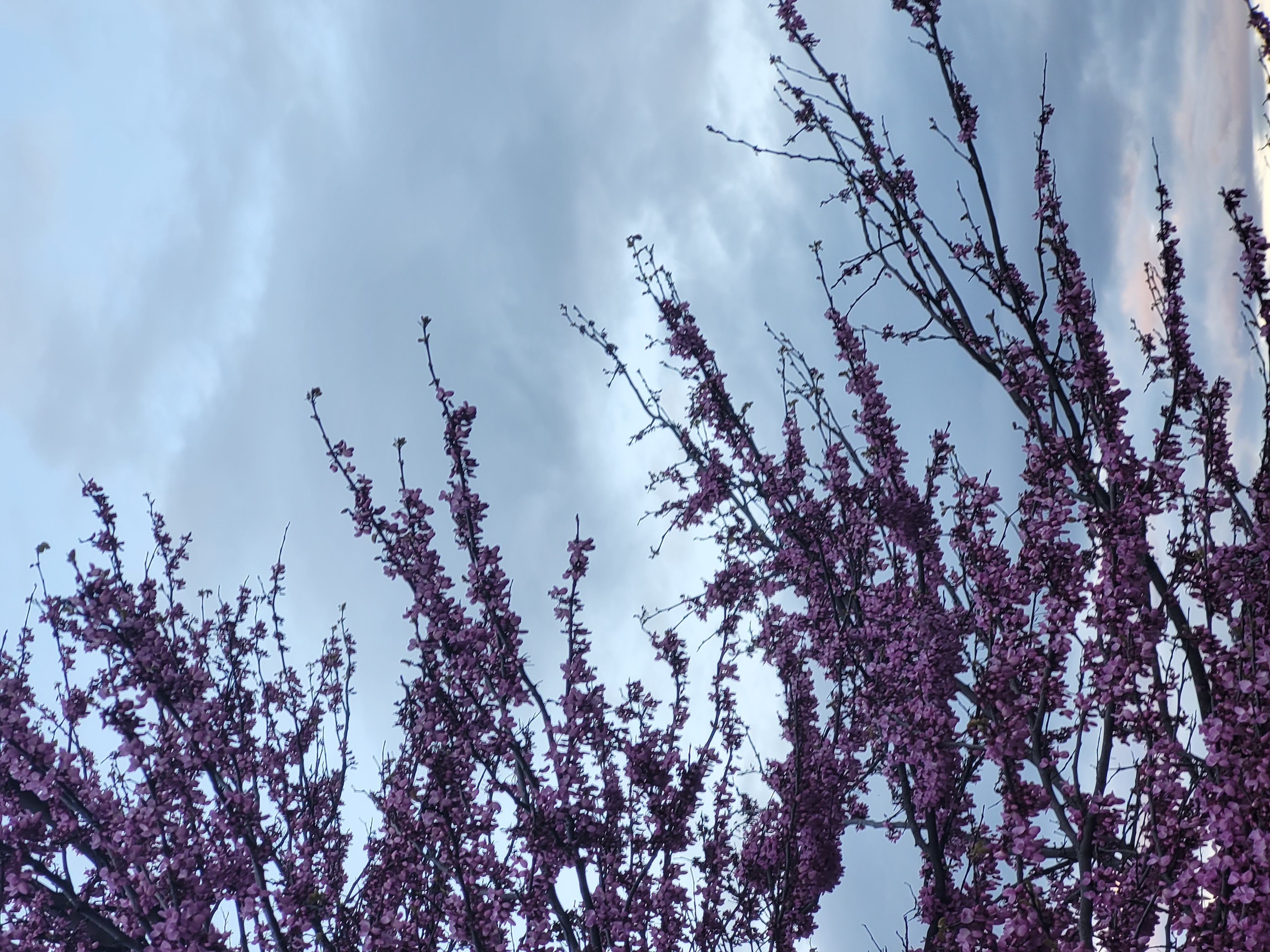 Hanami