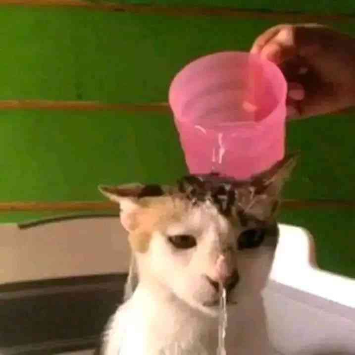 Bingus
