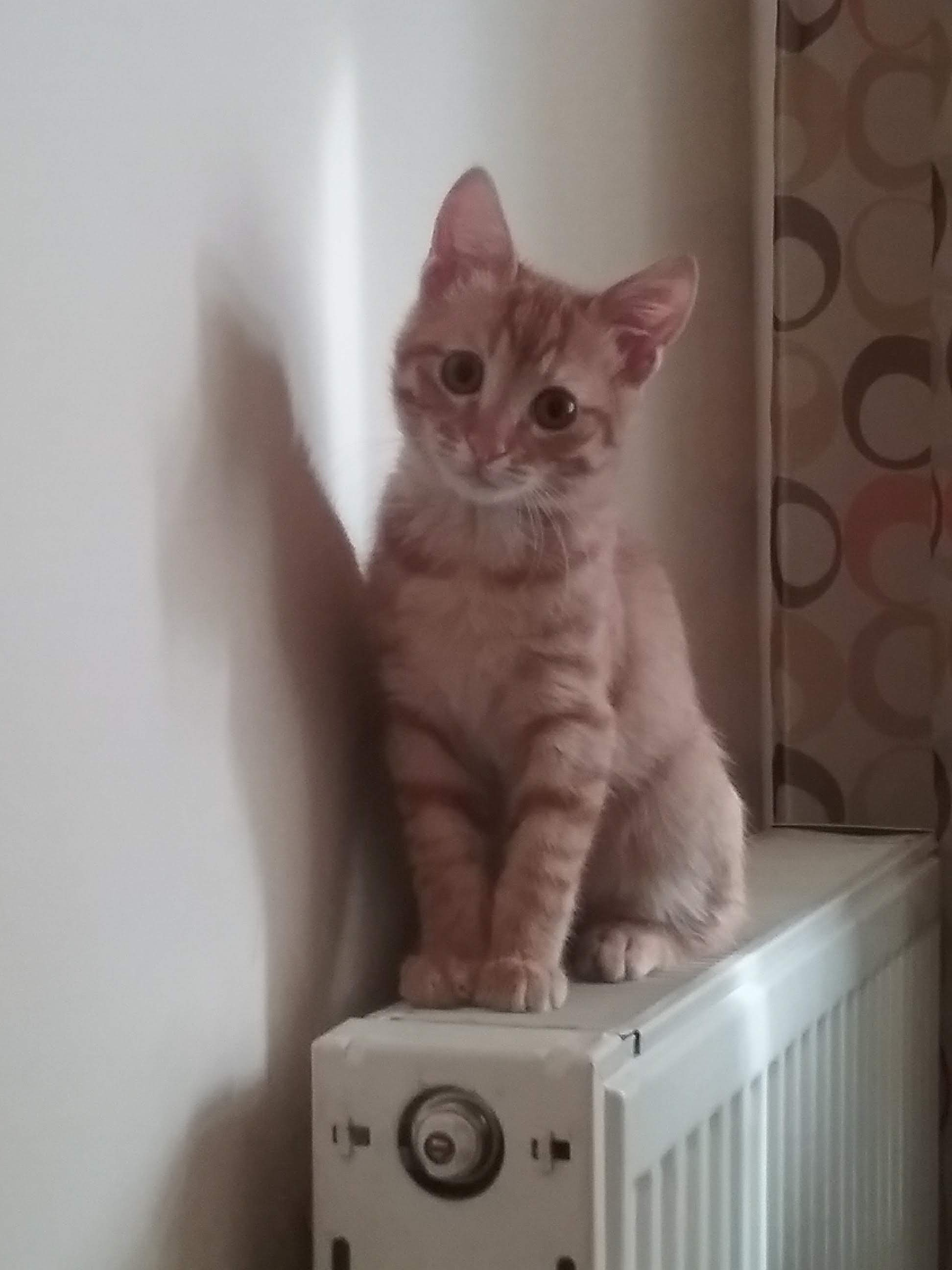 Eylül