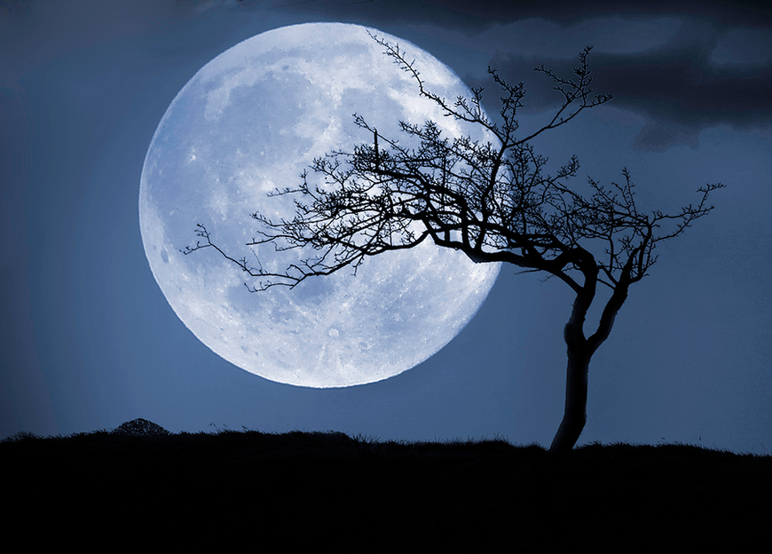 Lady Midnight