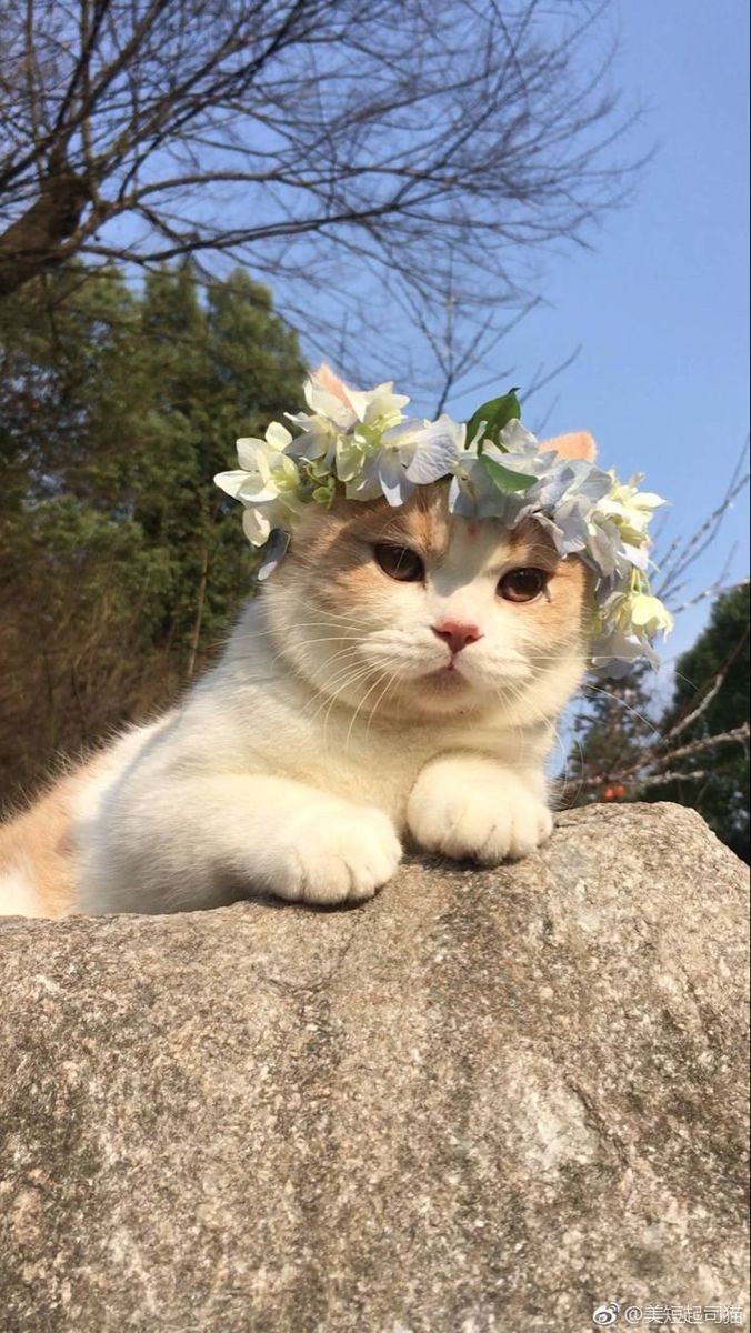 𝓜𝓮𝓵𝓲𝓴𝓮♡︎