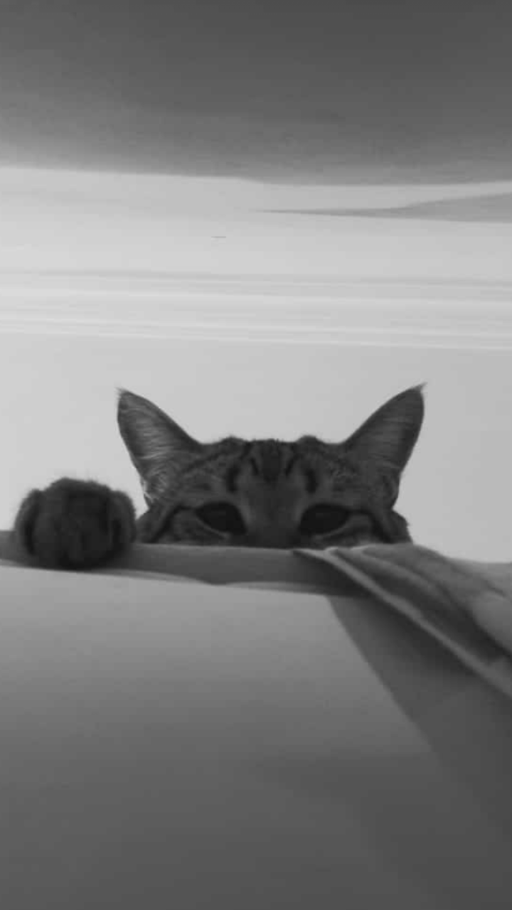 Phoebe