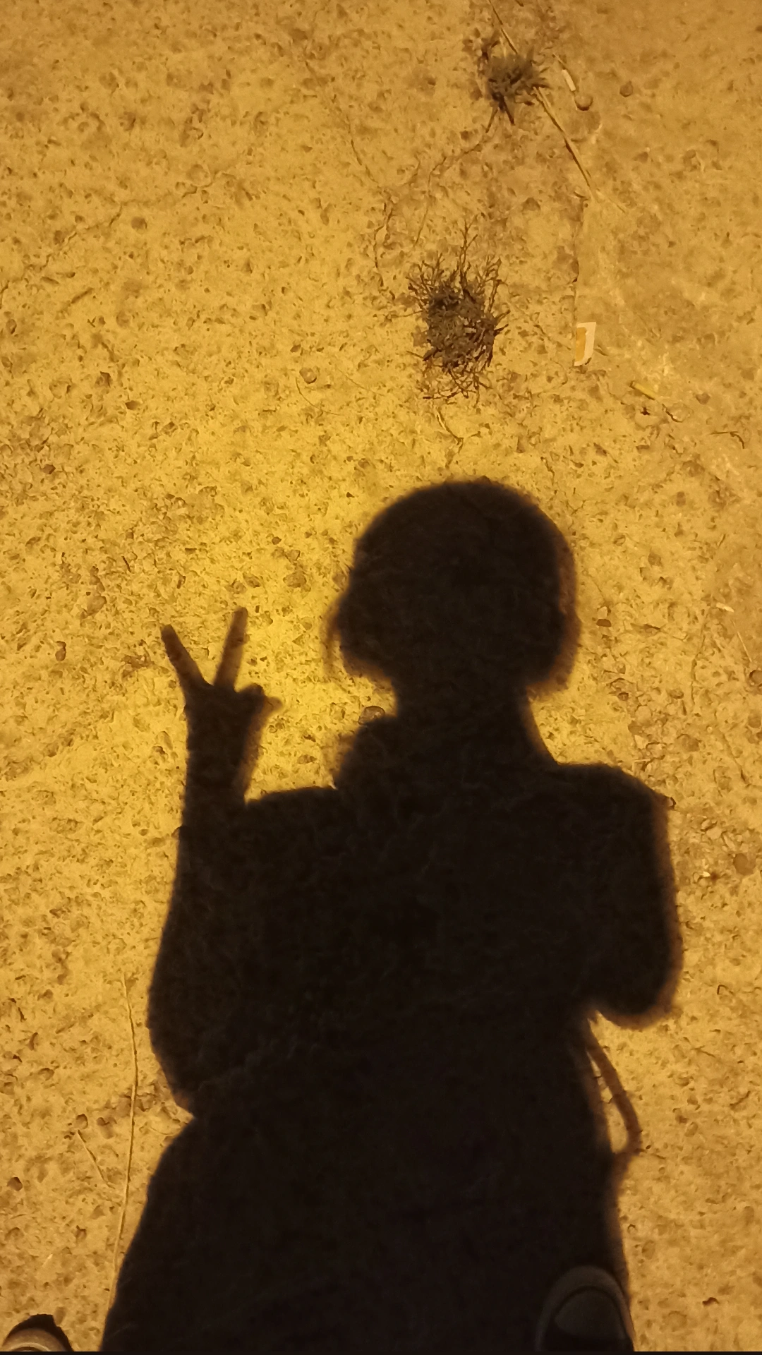 Sedef