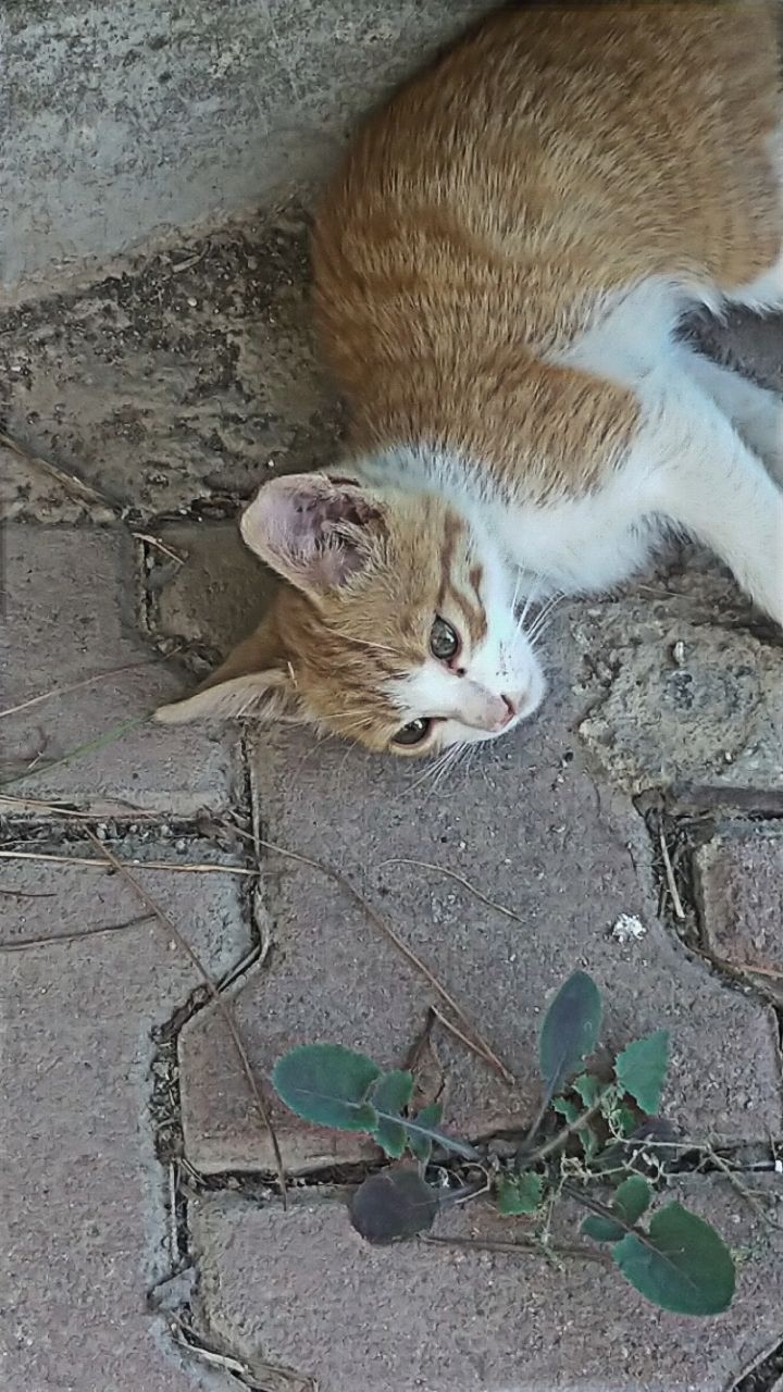 Belinay