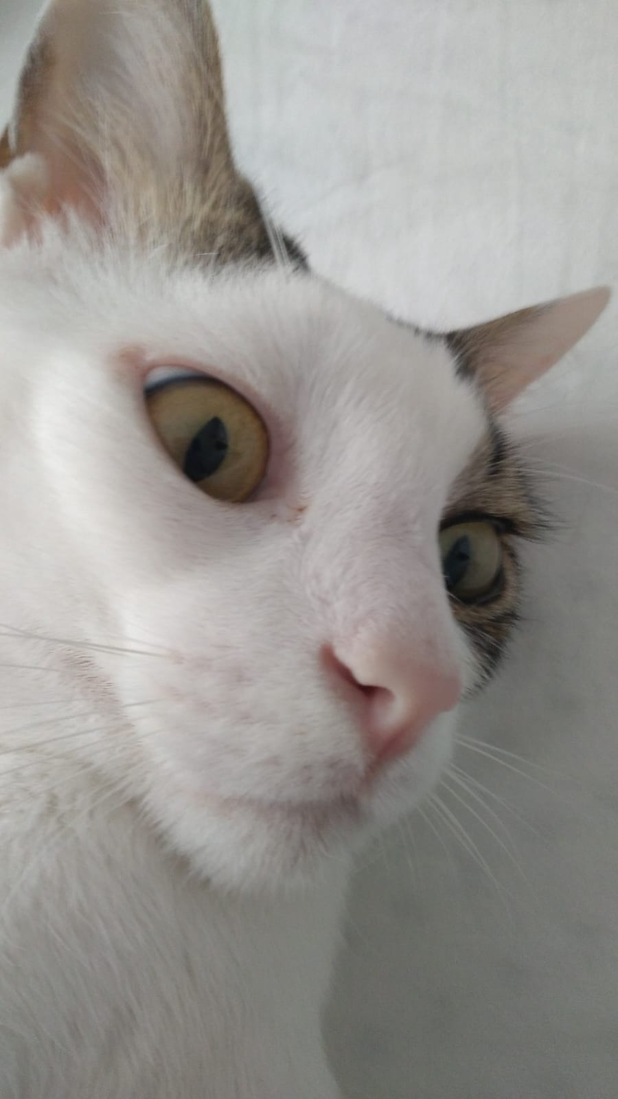 Kediler