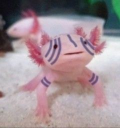 Axolotl_Akaza