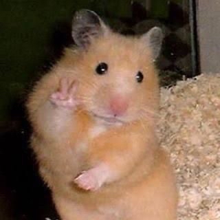 Hamsterabdu