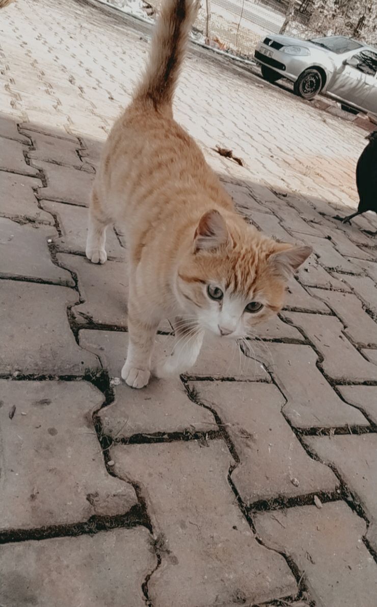 Kedimi Getir