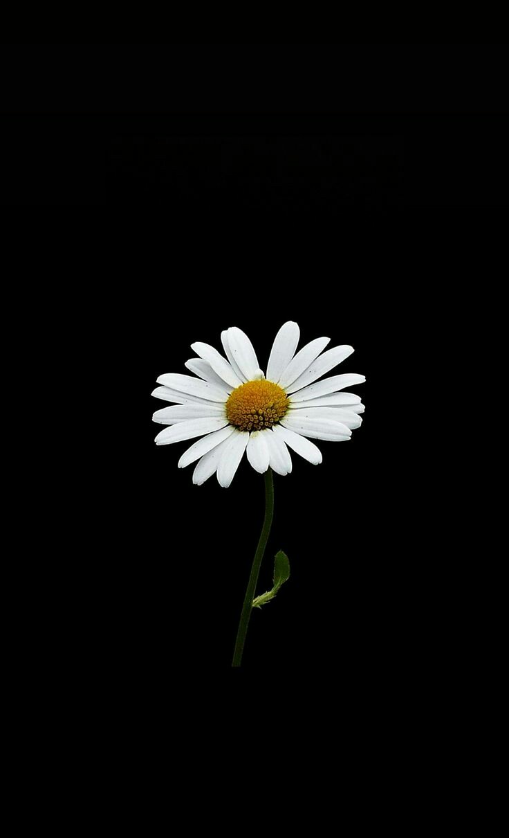 Daisy Girl ♡