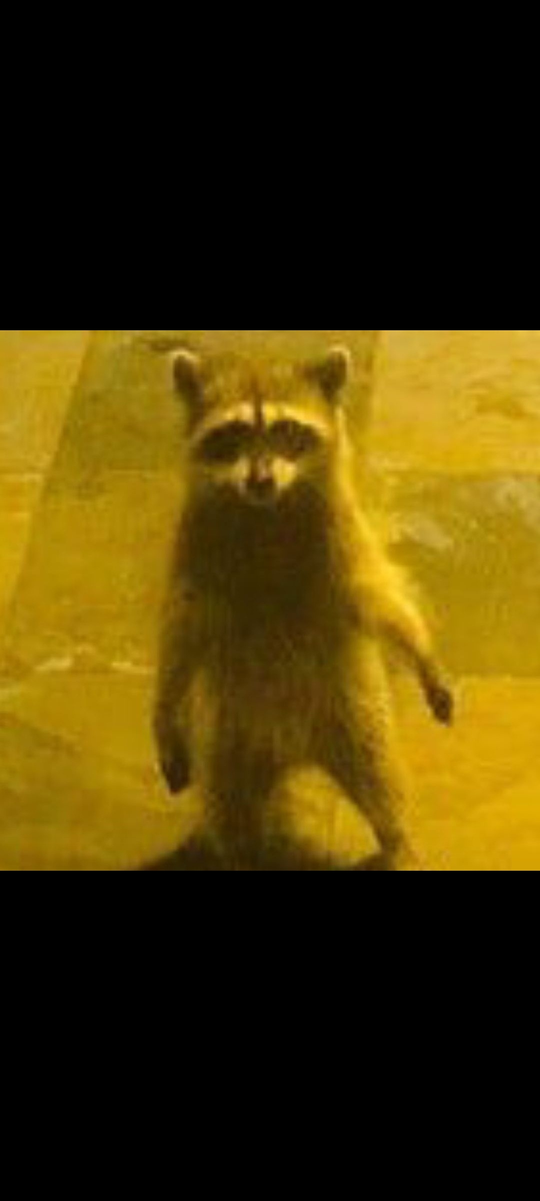 rakun