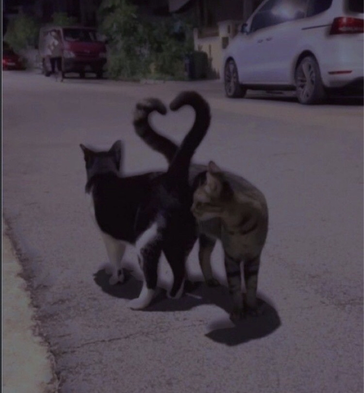 kitapılove