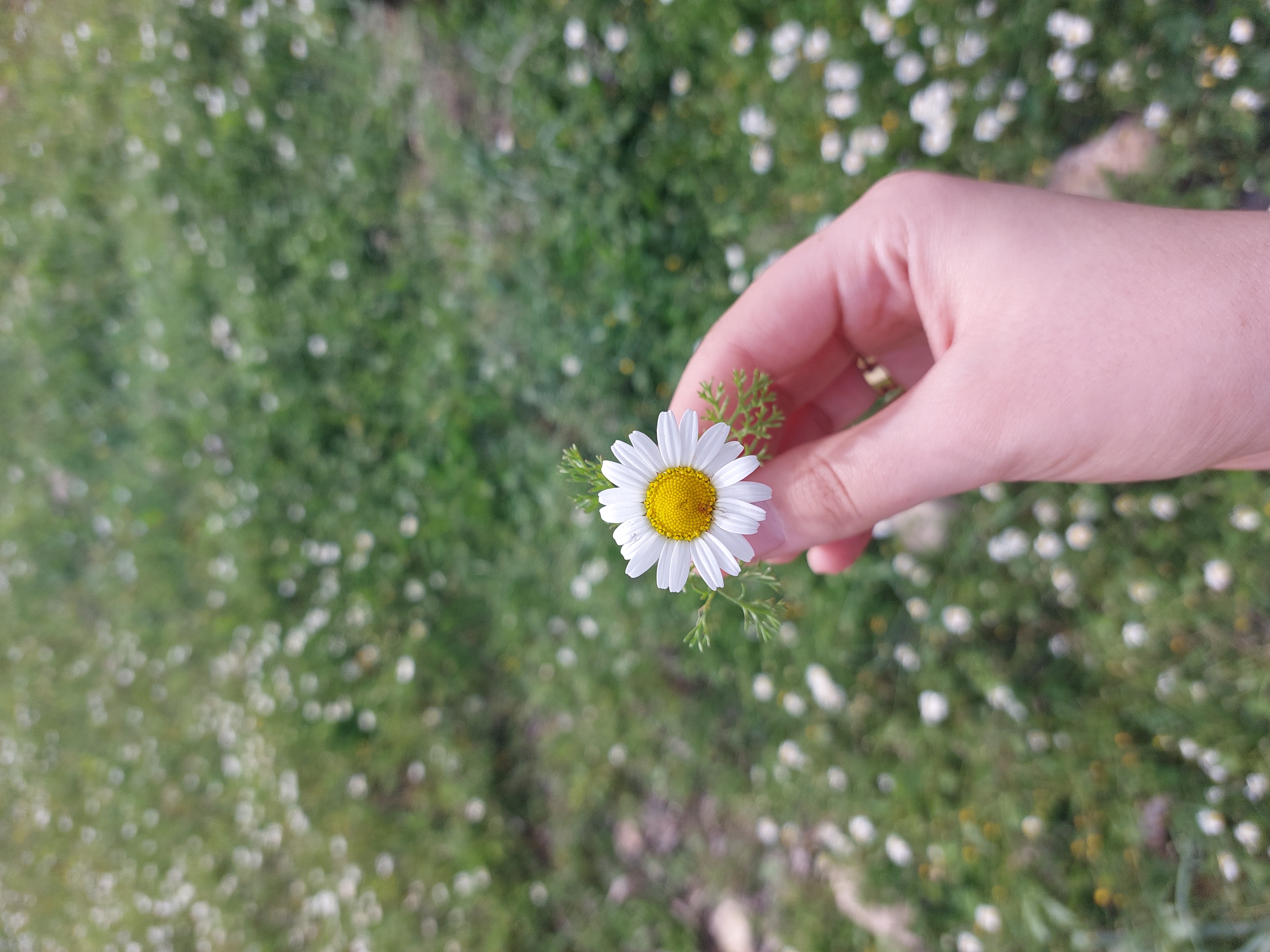Nurten