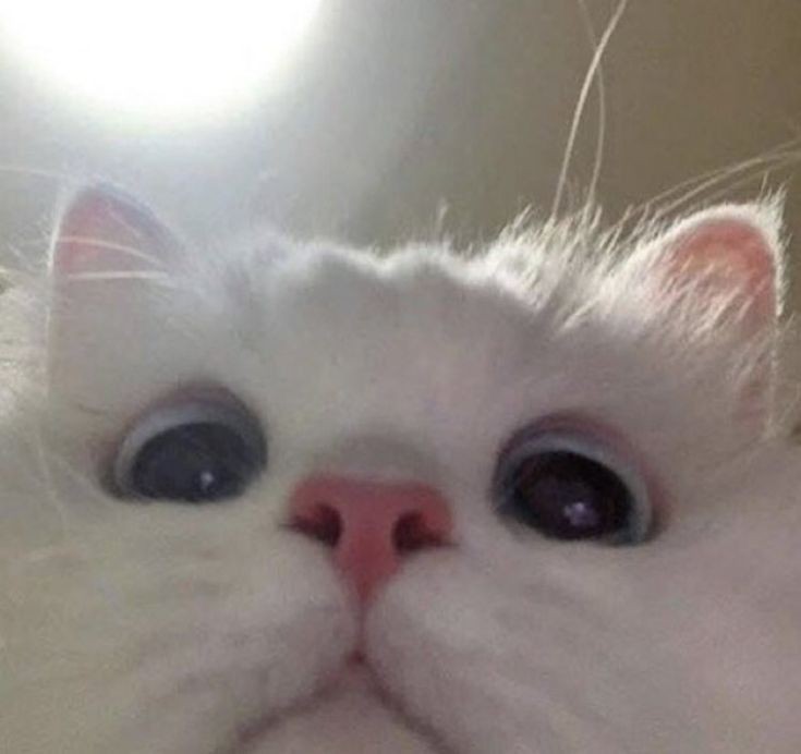 Defnebuğlemmm