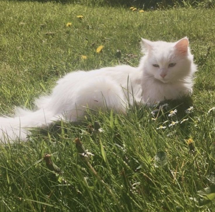 🦢
