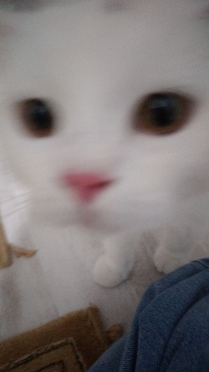 Ravzasuui