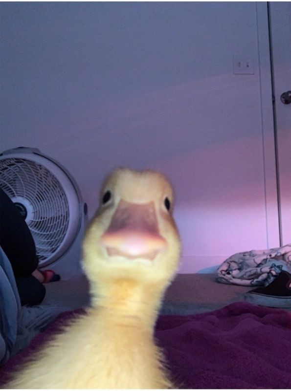 Ledy duck🐣🐤🐥