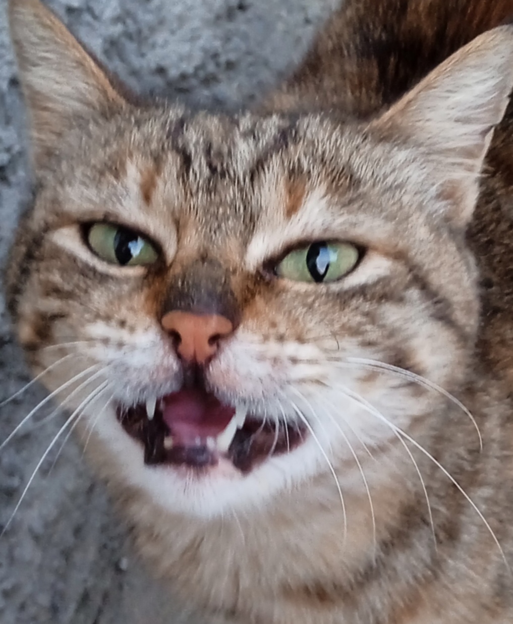Sirin