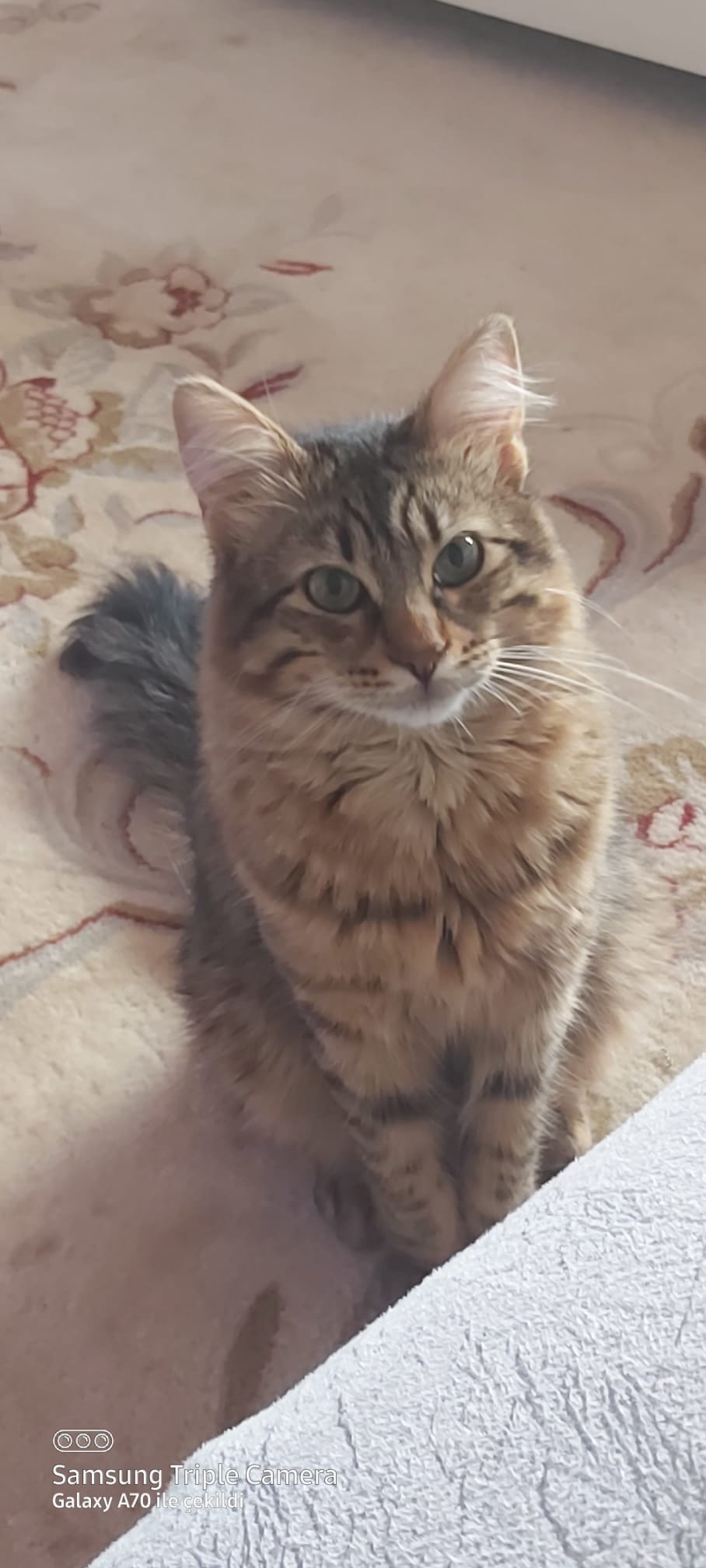 Fatey Timur