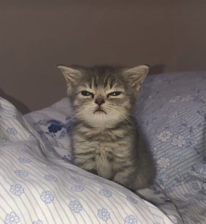 ฅ⁠^gökçe^⁠ฅ
