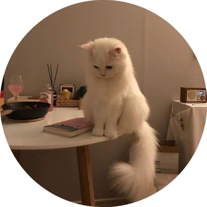 Aleyna Tokgöz