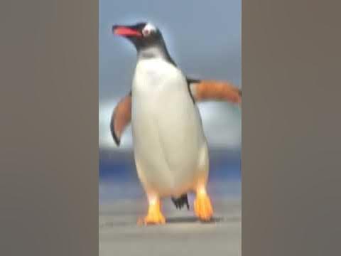 Pengu çakar