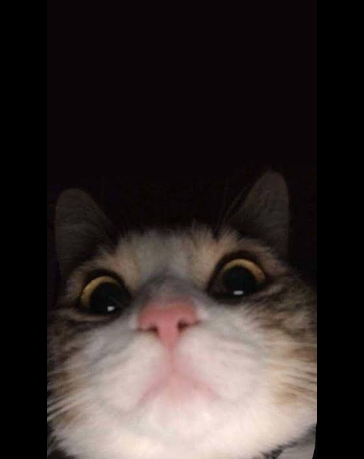 Jennie_Kitty