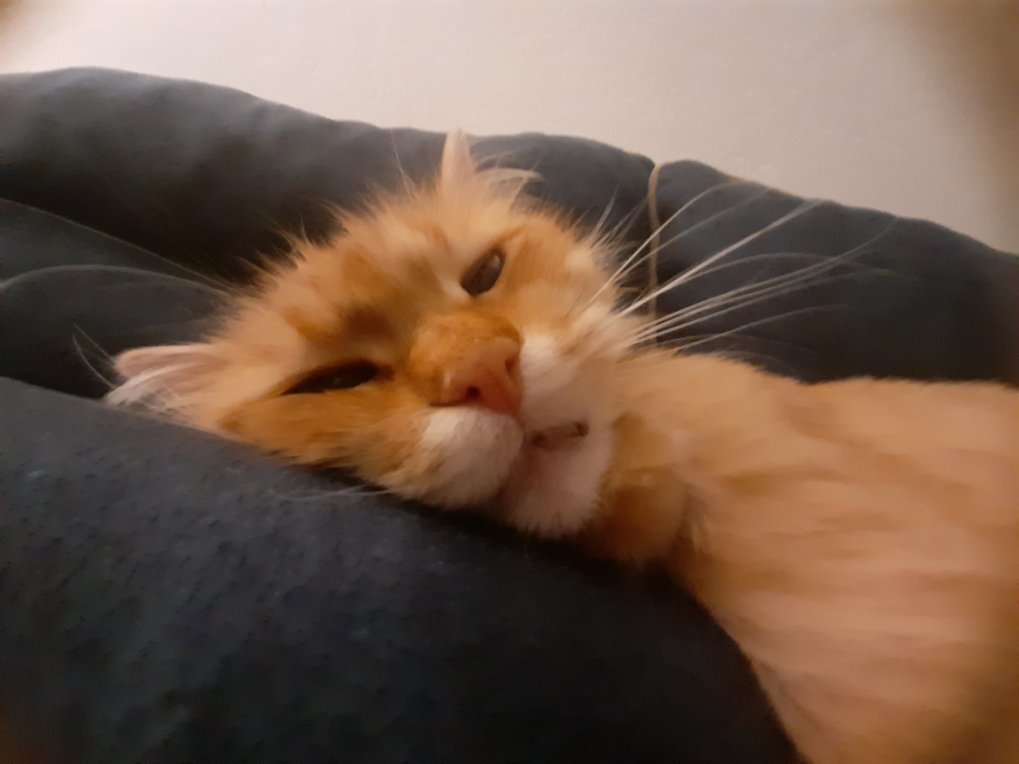 mAHmut