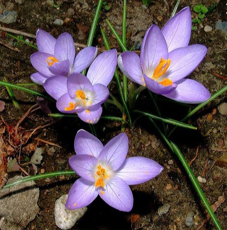 Şaron Çiğdemi