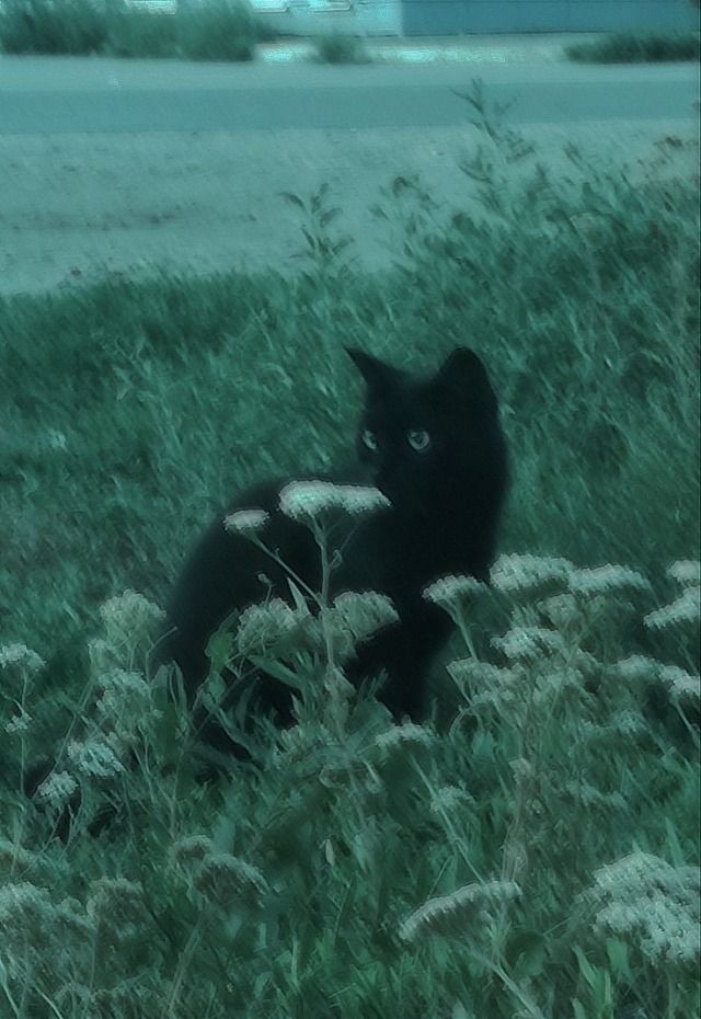 Tia