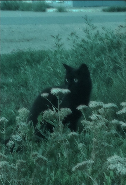 Birsu