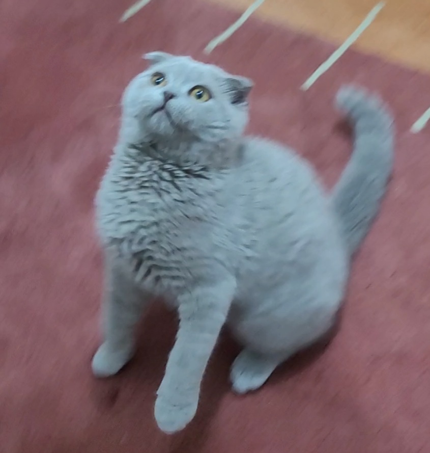 Runeca