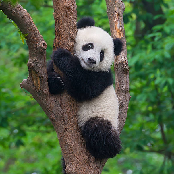 huseynli_132