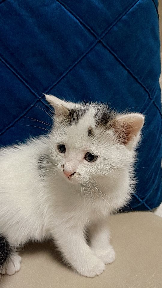 ☆catqwx ☆