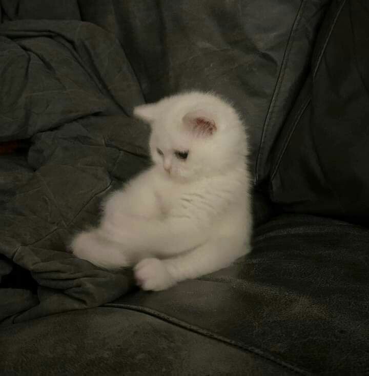 Kenan Eminov