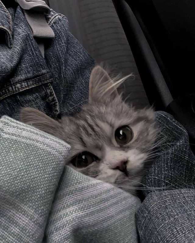 Betül