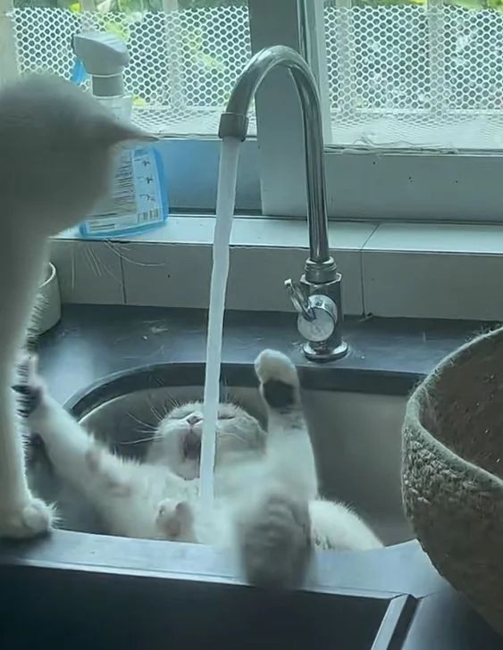 ♡Kedi_Aşkı♡
