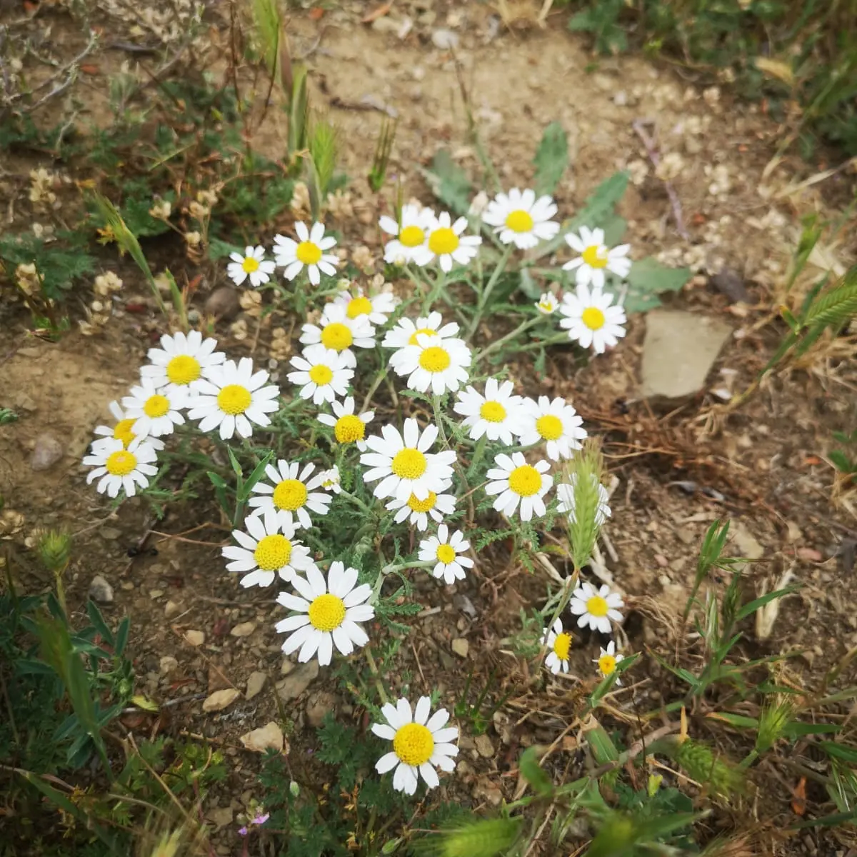 Kır papatyası