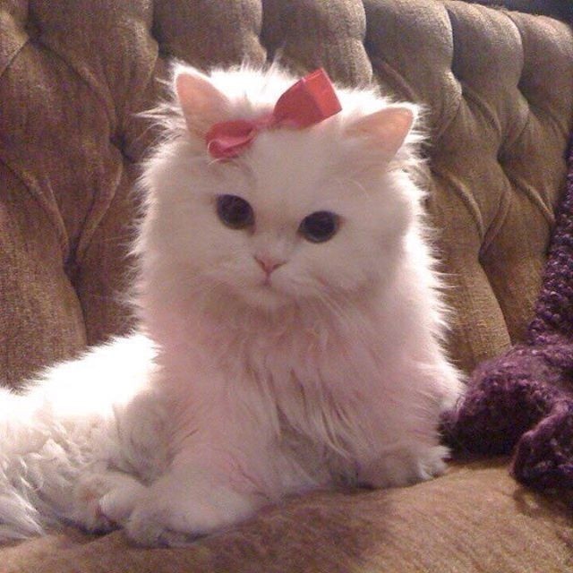 Hana